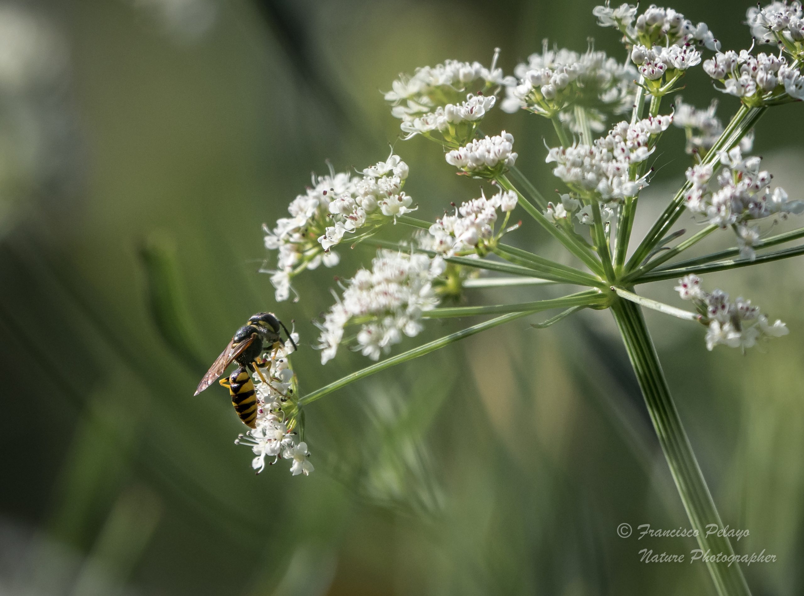 PICADURAS DE AVISPAS Y ABEJAS